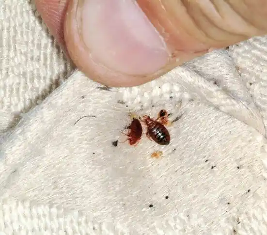 pest control Butler